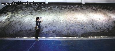 创下大世界基尼斯纪录的最大化石《群体海百合化石》。