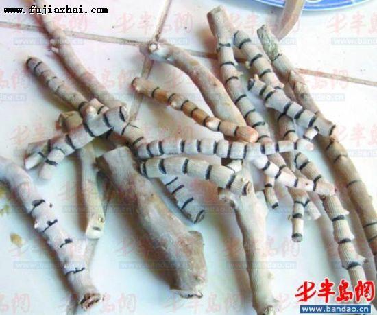 染色前的海竹